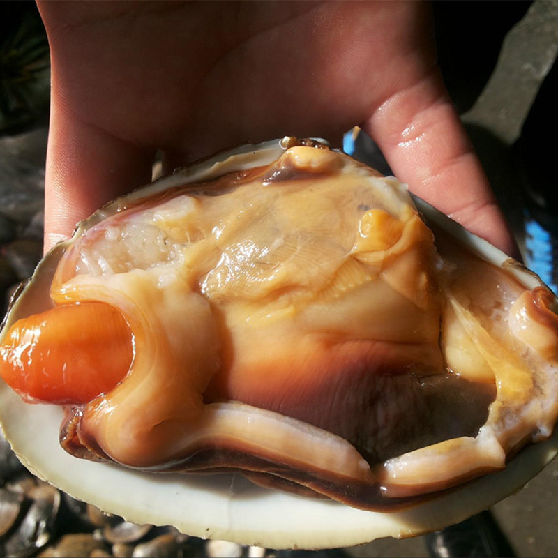 【xj】天鹅蛋 水产海鲜贝类北极贝 烧烤刺身料理 个大肉多 生鲜可开