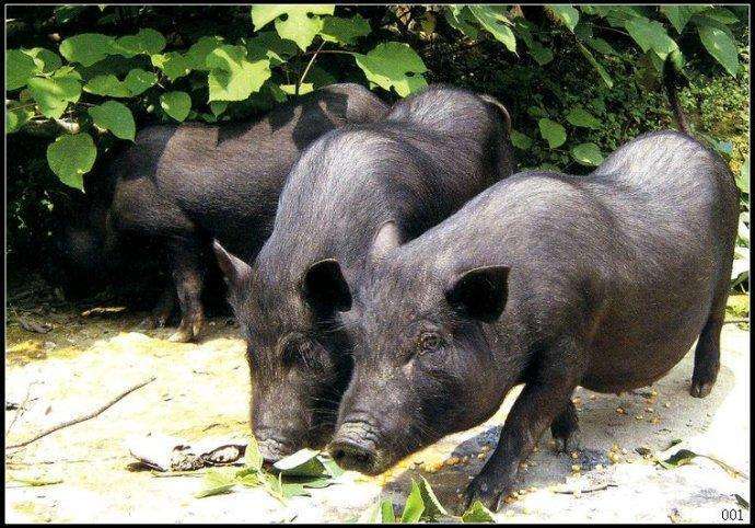 云南黑毛土猪猪肚新鲜现杀猪肉猪肚子月子猪肚版纳小耳朵猪肉猪肚普通