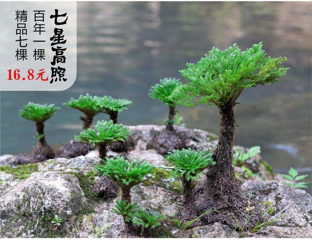 野生卷柏九死還魂草盆景假山吸水石造景綠植物花卉好養室內小盆栽精品