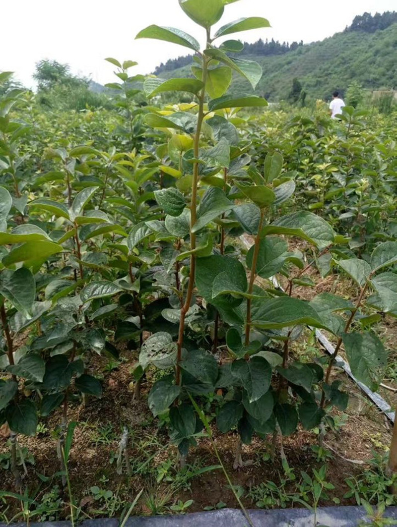 子暄太秋脆甜柿子树苗日本大脆甜柿嫁接苗当年结果南方北方种植盆栽地