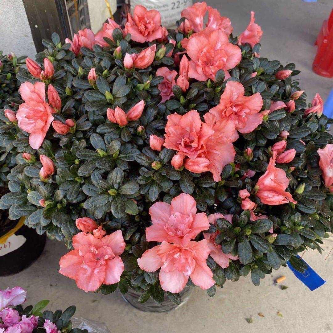 《杜鹃花盆栽老桩特大花卉带花苞北方耐寒室内外好养植物 精品双色