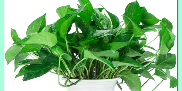 绿植盆栽批发价格表最新