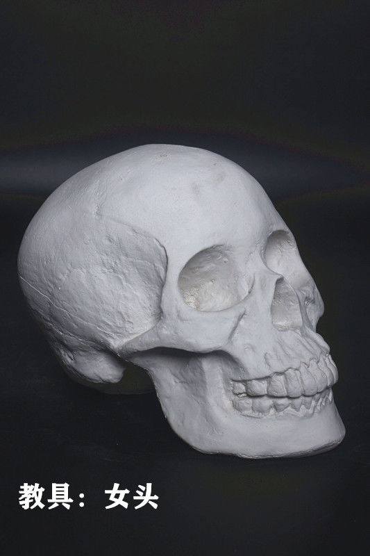 石膏像素描教具男女头骨石膏像女头骨石膏像解剖头肌石膏头骨【价格