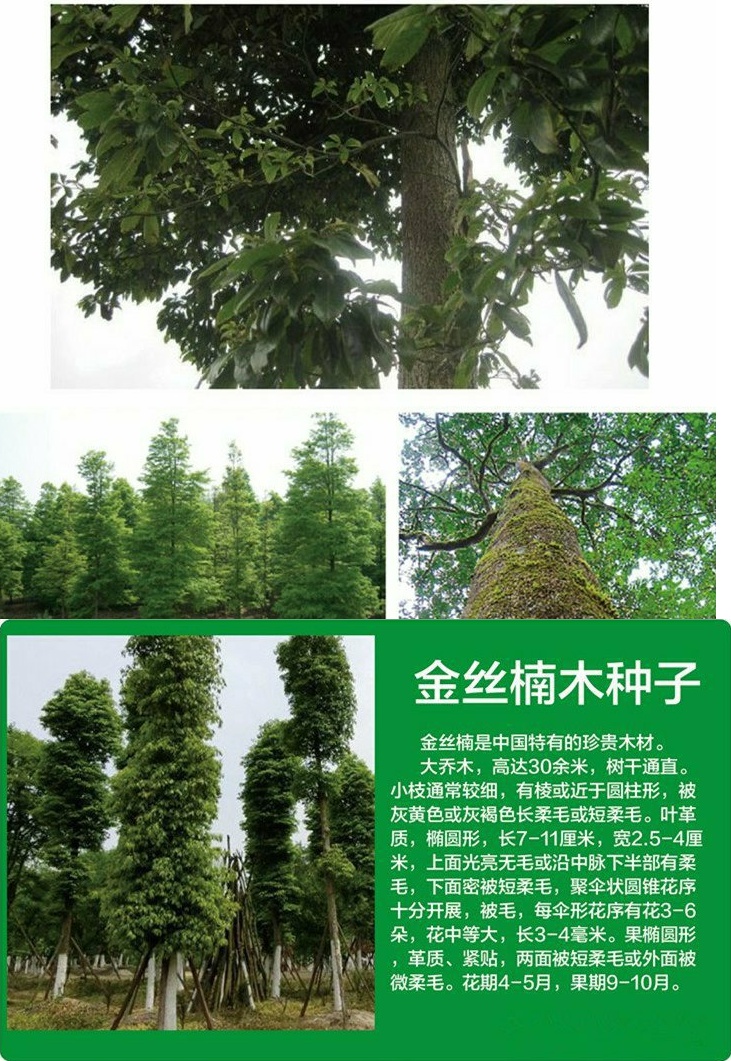 新采金丝楠木树种子四川小叶楠细叶金丝楠桢楠紫檀楠木种子金丝楠木