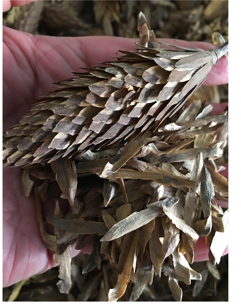 马褂木种子当年新采双飘树鹅掌楸绿化行道林木苗木彩叶树种子