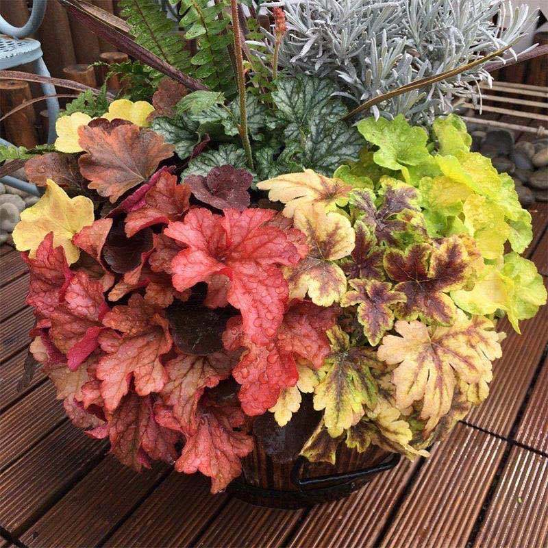 矾根彩叶草观叶绿植物花卉盆栽室内外耐热寒四季阳台花园庭院好养樱桃