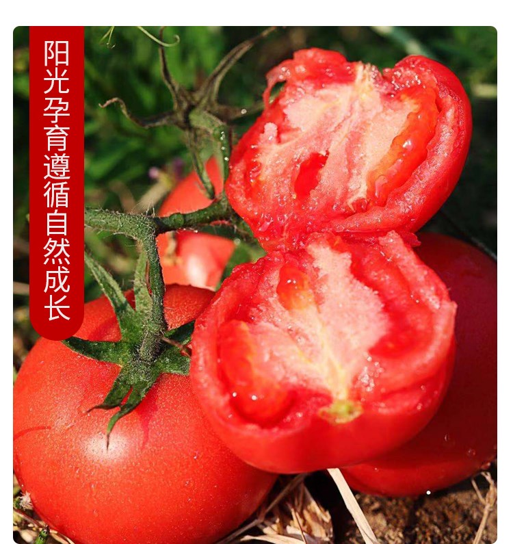 星派果正宗沙瓤西红柿5斤装大果120g新鲜自然熟番茄孕妇应季时令蔬菜
