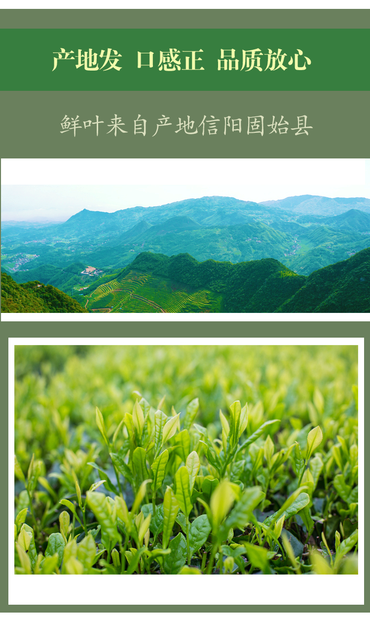 2件99元 綠茶 信陽毛尖 2021新茶 茶葉125克 蓼益佳 盒裝一級信陽茶