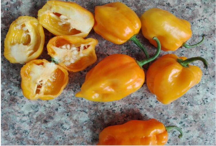 500g海南黄灯笼辣椒新鲜彩椒生辣椒海南生鲜蔬菜