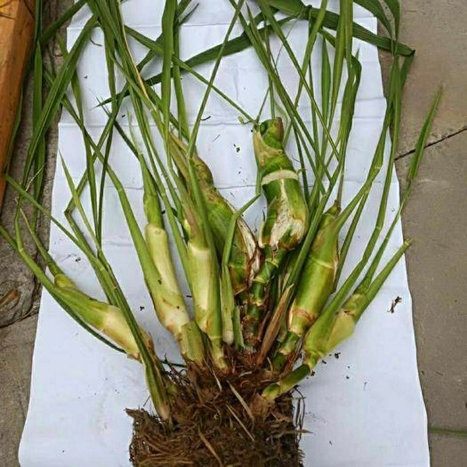 特早熟茭白苗双季茭白苗茭瓜苗高笋种苗高瓜苗当天现挖10棵苗10棵优质