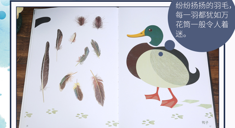 [颜系图书][清华大学出版]法国引进绚丽科普绘本羽毛 儿童艺术读物