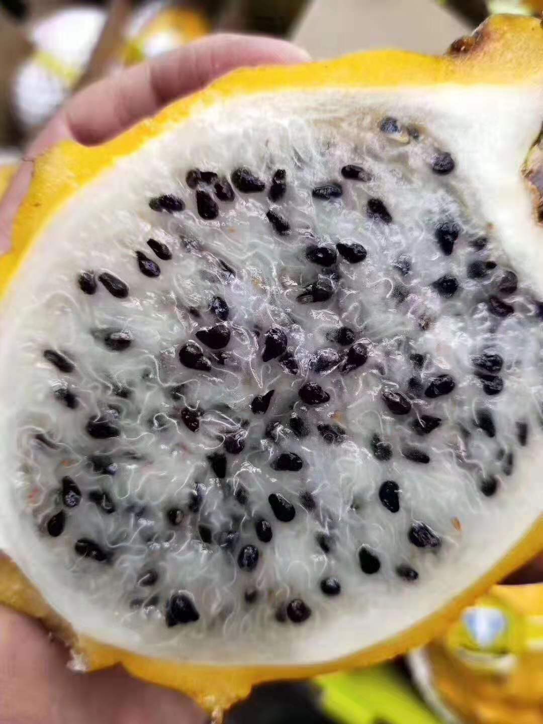 新鲜黄色火龙果麒麟果燕窝果进口黄肉火龙果1个装满2个顺丰 邮【价格