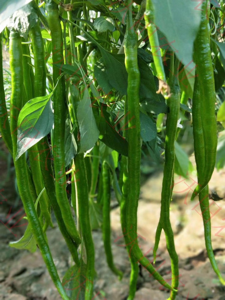 超长线椒种子超辣顺直辣椒种籽高产四季盆栽螺丝椒蔬菜苗瓜果