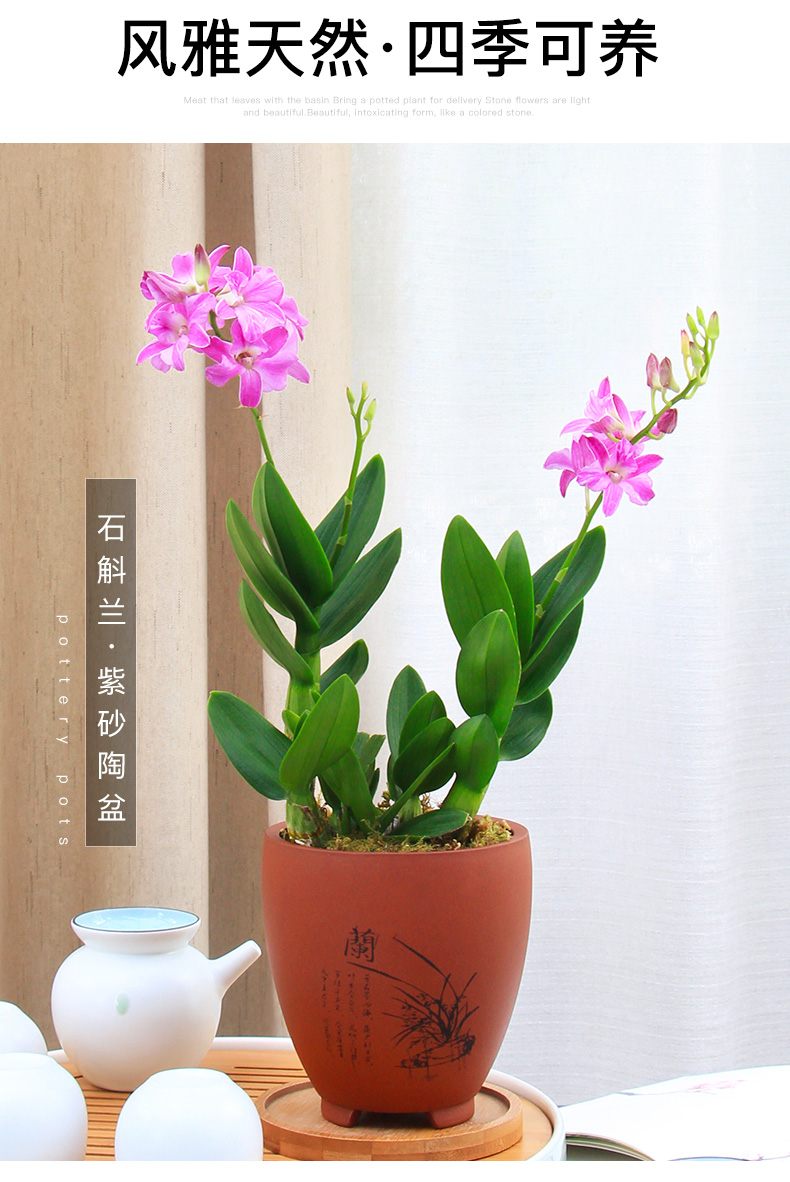 石斛兰带花盆栽阳台绿植花卉水培植物观花室内花四季好养兰花盆景