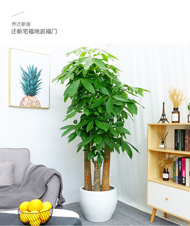 步步高发财树盆栽大植物室内树绿植办公室大粗杆发财树