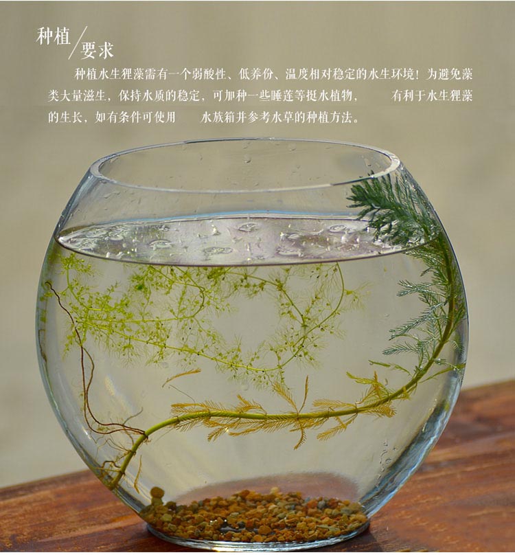 黄花狸藻水生狸藻绿植幼虫食虫植物水培植物食虫草家居庭院园艺用品