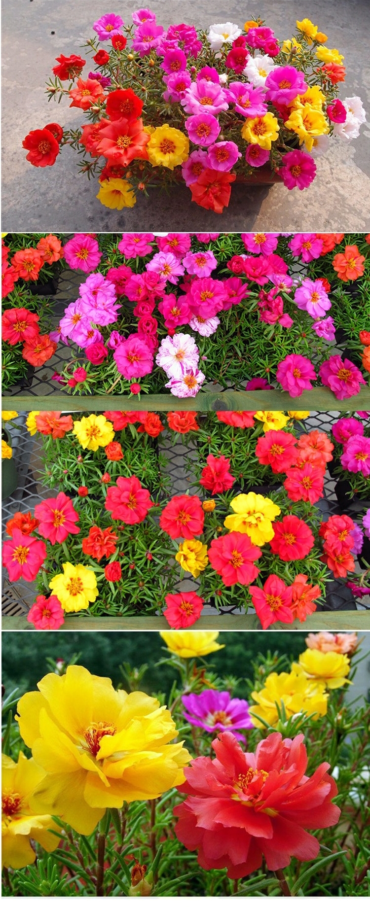 子暄包活混色重瓣太阳花苗室内外盆栽阳台太阳花四季开花带根发货