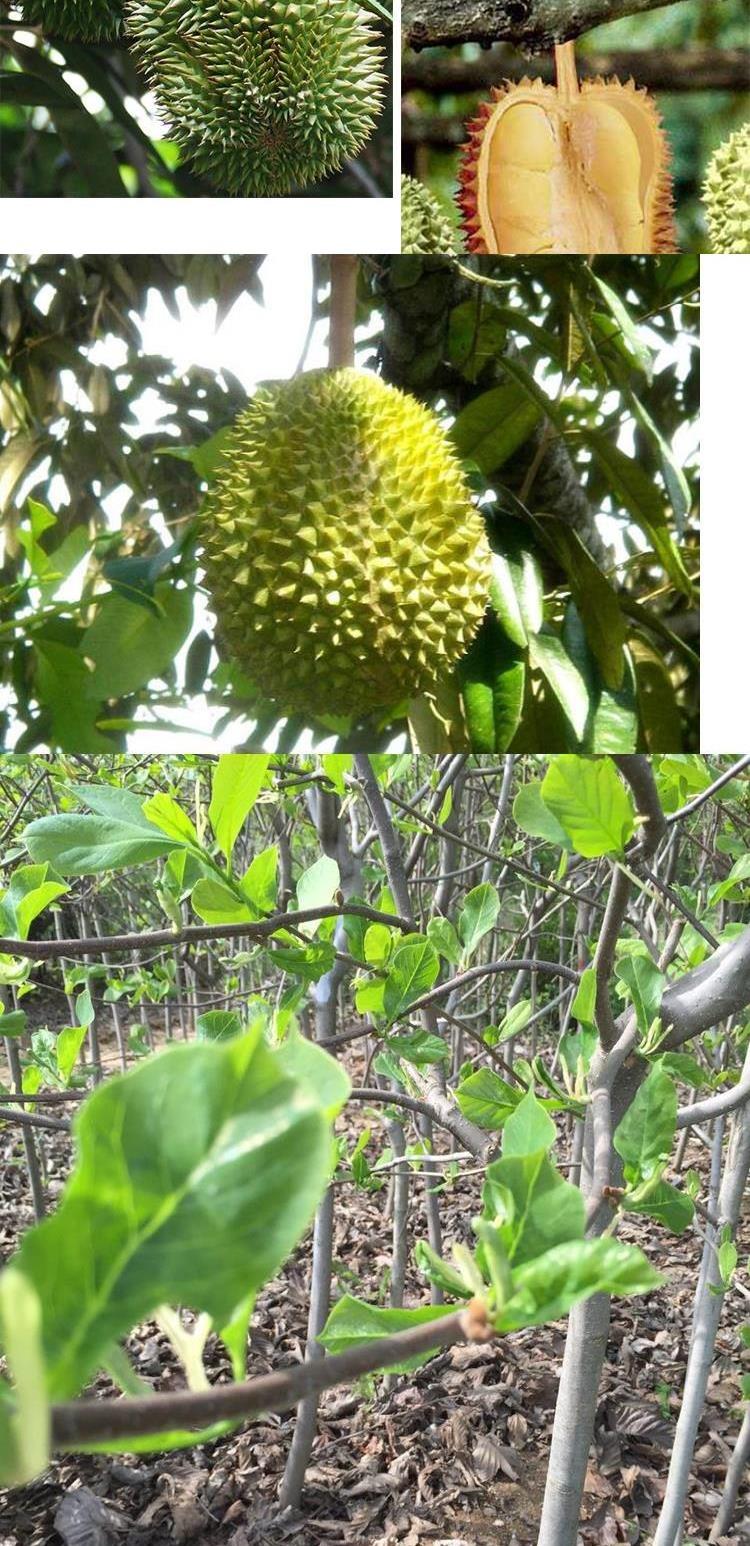 榴莲苗嫁接泰国榴莲树苗猫山王金枕头南北方种植地栽当年结果