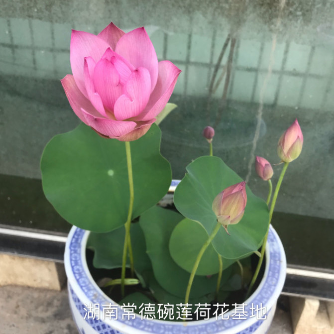 小微型碗蓮種藕荷花苗多年生喜陽四季藕鞭苗四季栽種碗蓮專用荷塘泥1