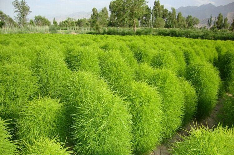 子喧绿叶地肤种子园林景观绿化红叶地肤植物种子花花海种子公斤