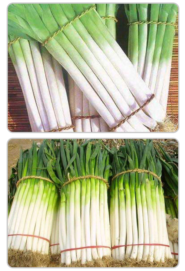山东大葱铁杆大葱25斤装新鲜长葱蔬菜农产品煎饼卷葱去叶葱白