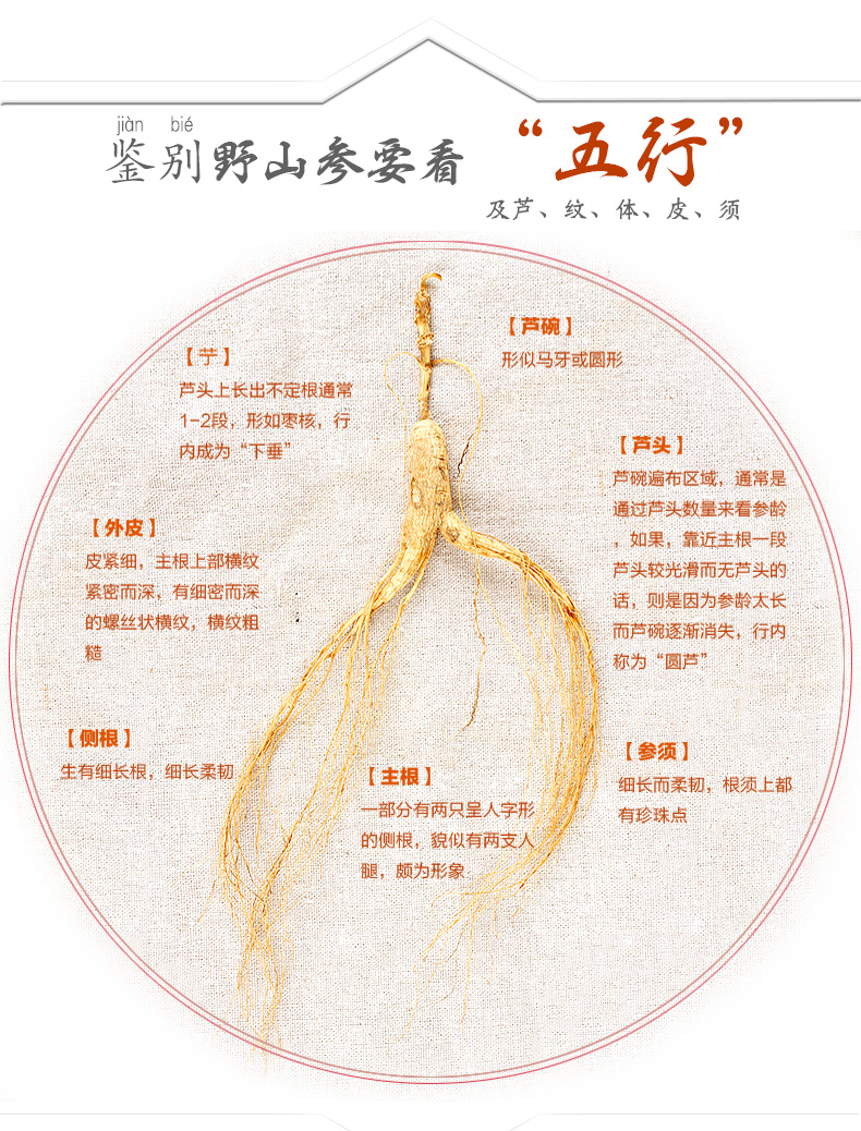 靠山庄20g人参东北吉林长白山林下参野山参整枝移山参