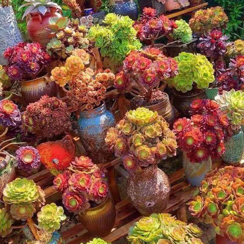 法师多肉植物超大多头特价清仓甩卖法师多肉批发组合绿植盆栽随机7颗