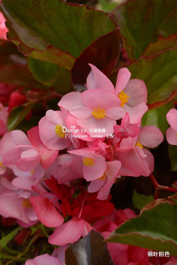 花缘咸菜进口花种子泛美大花秋海棠系列5粒