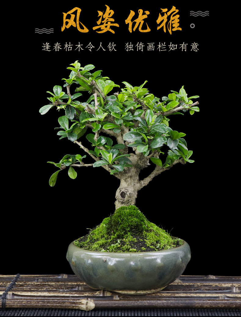 小叶福建茶小树桩盆景室内桌面绿植花卉盆栽防辐射办公室植物送礼