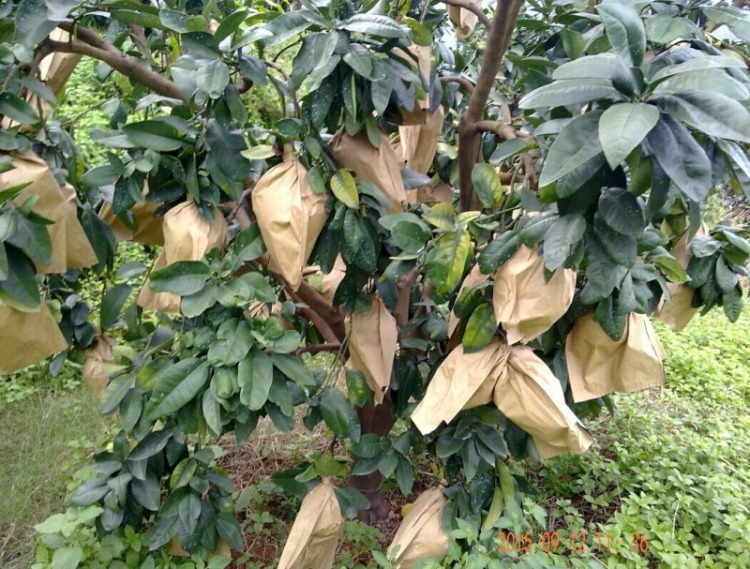 子喧 柚子树苗 正宗嫁接柚子苗红肉红心蜜柚 果树苗南方北方种植地