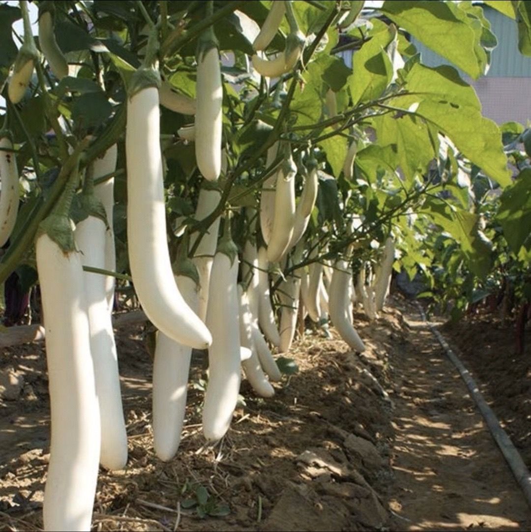 湛航茄果瓜类 湛航 潮州特产现摘新鲜象牙白茄子白雪公主白茄子蔬菜3