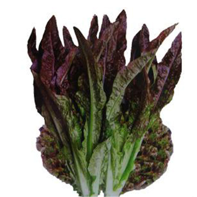 四季红香油麦菜种子四季播种盆栽地栽种植速生油麦菜蔬菜种子大叶油麦