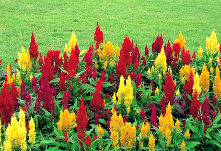 子暄园艺用品 子喧 穗状鸡冠种子冠状鸡冠花扇状鸡冠花庭院花园盆栽花