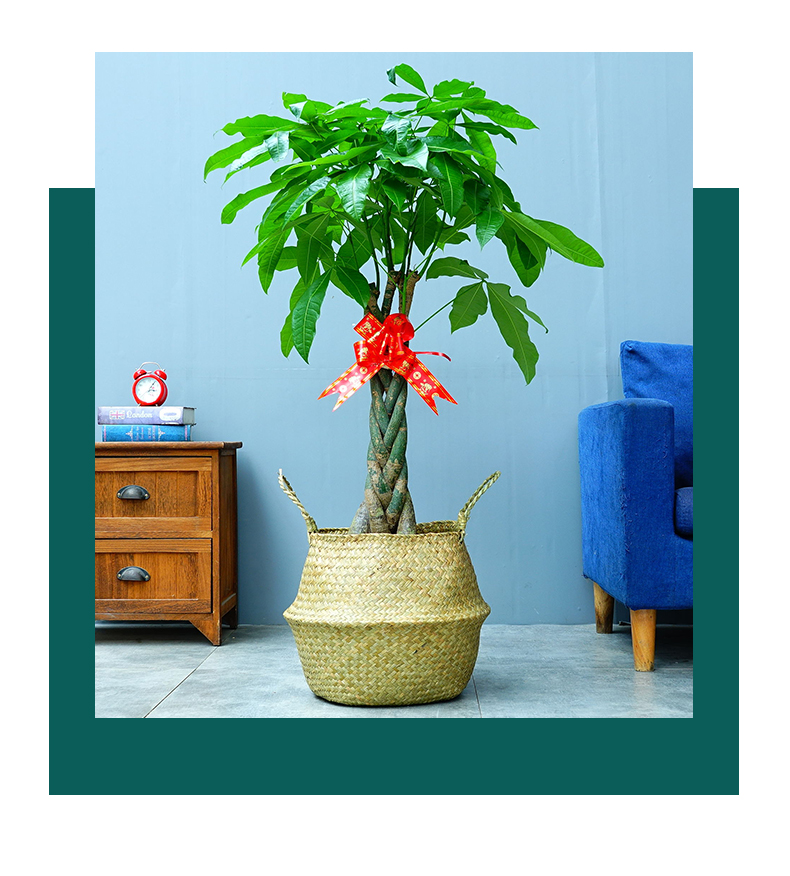 发财树盆栽辫子造型大型室内客厅办公室四季常青植物开业植物