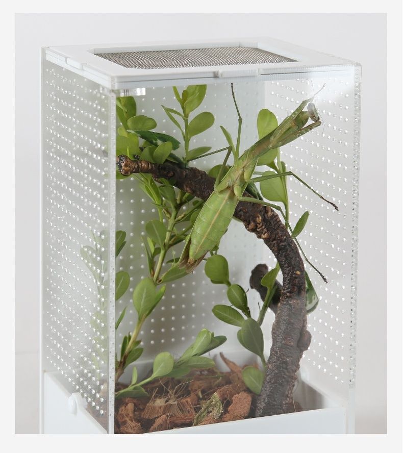 小号108515cm亚克力饲养盒竹蛉昆虫盒螳螂罐蝈蝈笼子鸣虫生态金属网