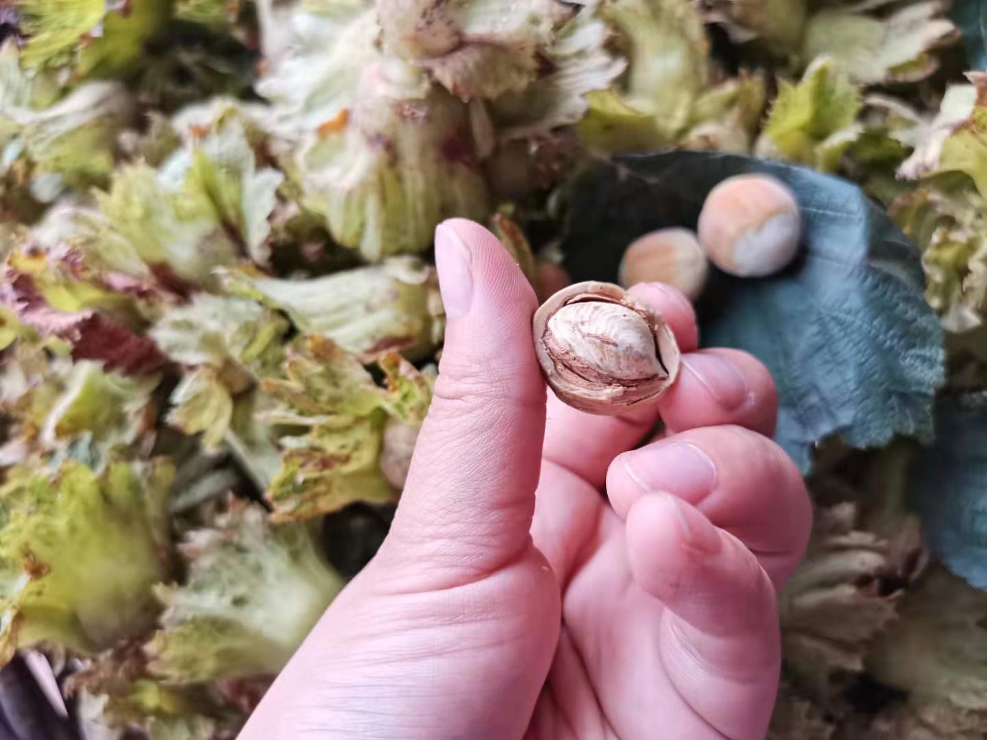 辽宁东北新鲜大榛子新鲜脱绿皮水仁1000g顺丰2斤