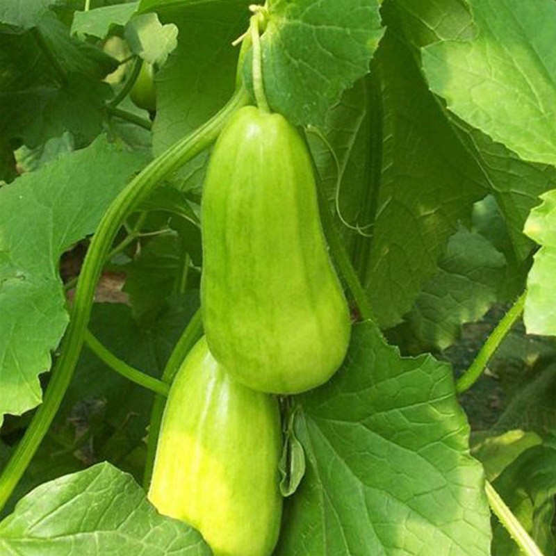 赛卡伊瓜类 3kg 八棱脆瓜 菜瓜当季水果小香瓜甜瓜【价格 图片 品牌