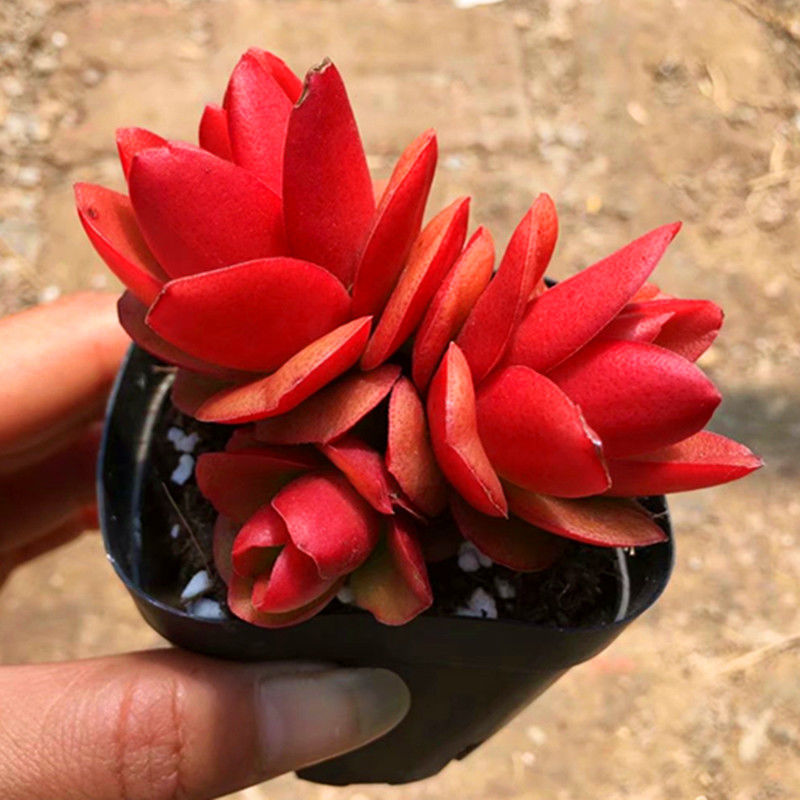 《火祭 老桩多头 多肉植物 火炬办公室内绿植小盆栽花卉盆景肉肉 【3