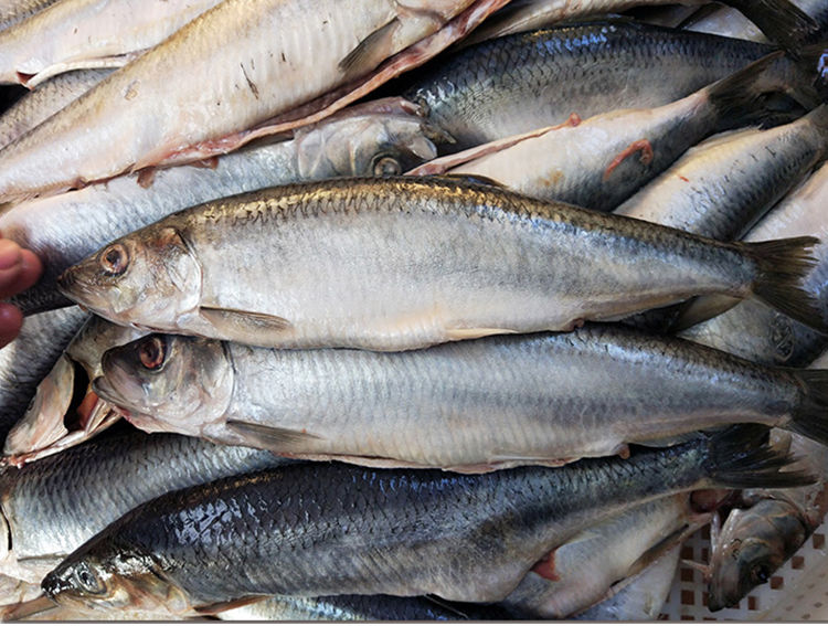 沙丁鱼青鱼新鲜海鲜深海冷水鱼懒人之宝鲱鱼整箱 4斤(共6-7条)带籽/白