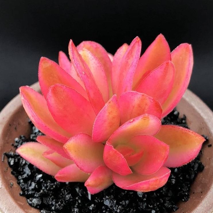 《火祭 老桩多头 多肉植物 火炬办公室内绿植小盆栽花卉盆景肉肉 【3