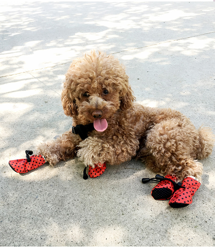 憨憨宠狗狗雨鞋防水鞋防滑耐用雨靴夏季宠物外出防水雨靴外出方便