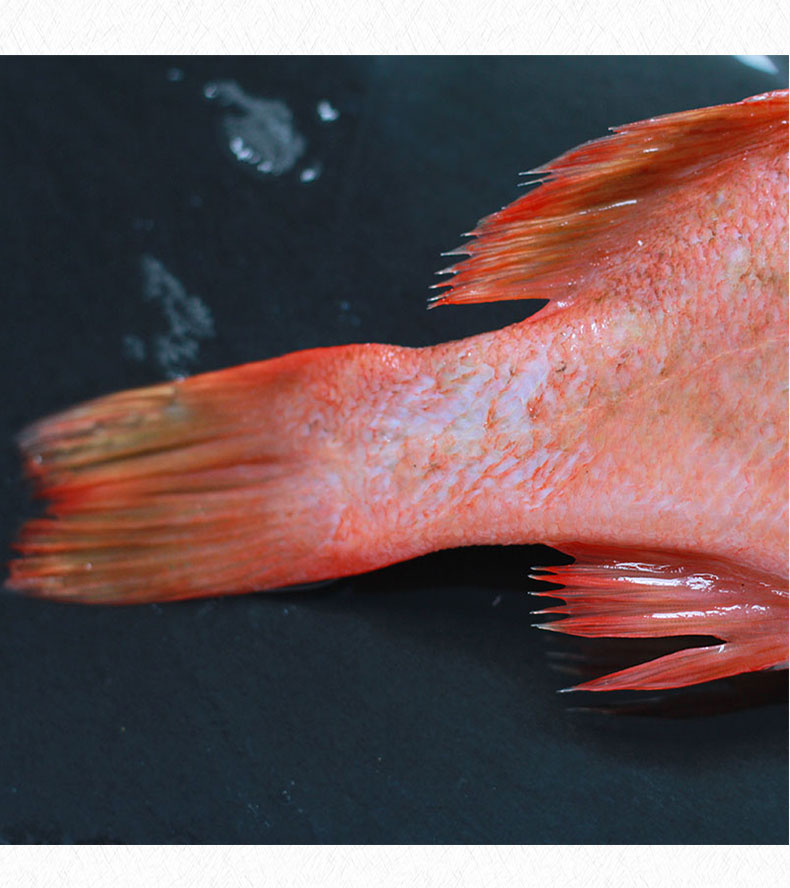 深海红鱼/条 约600g 顺丰 深海红鱼 新鲜冷冻水产深海鱼 石斑红鱼