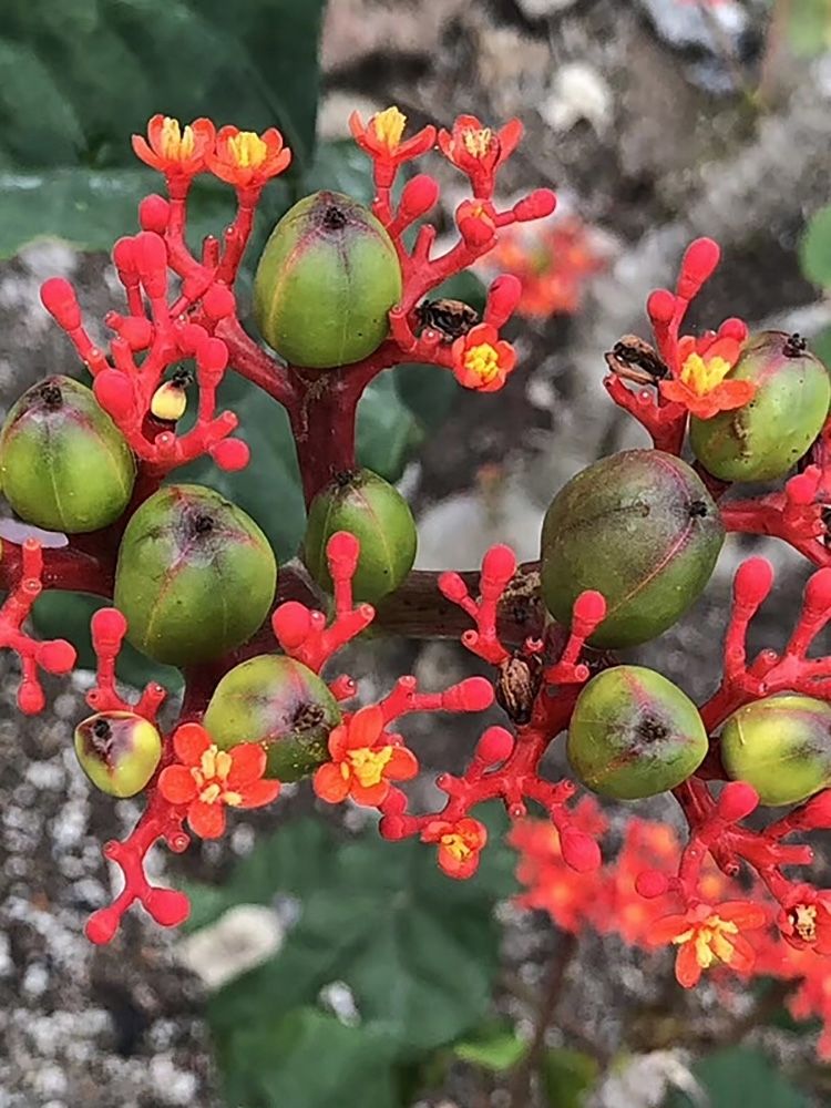 佛肚海棠大肚块根观赏形植物给水易活控水易开花大戟科多肉植物硫桑