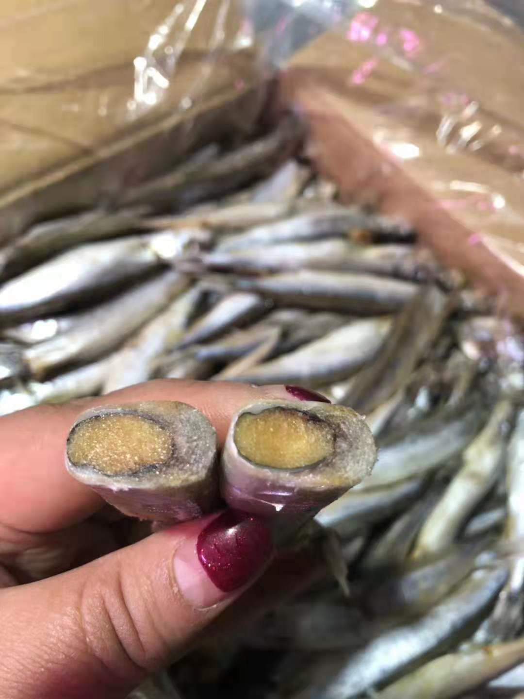 多春鱼满籽海鲜鱼籽鲜活冷冻特大多春鱼新鲜多籽鱼大连海鲜两斤装