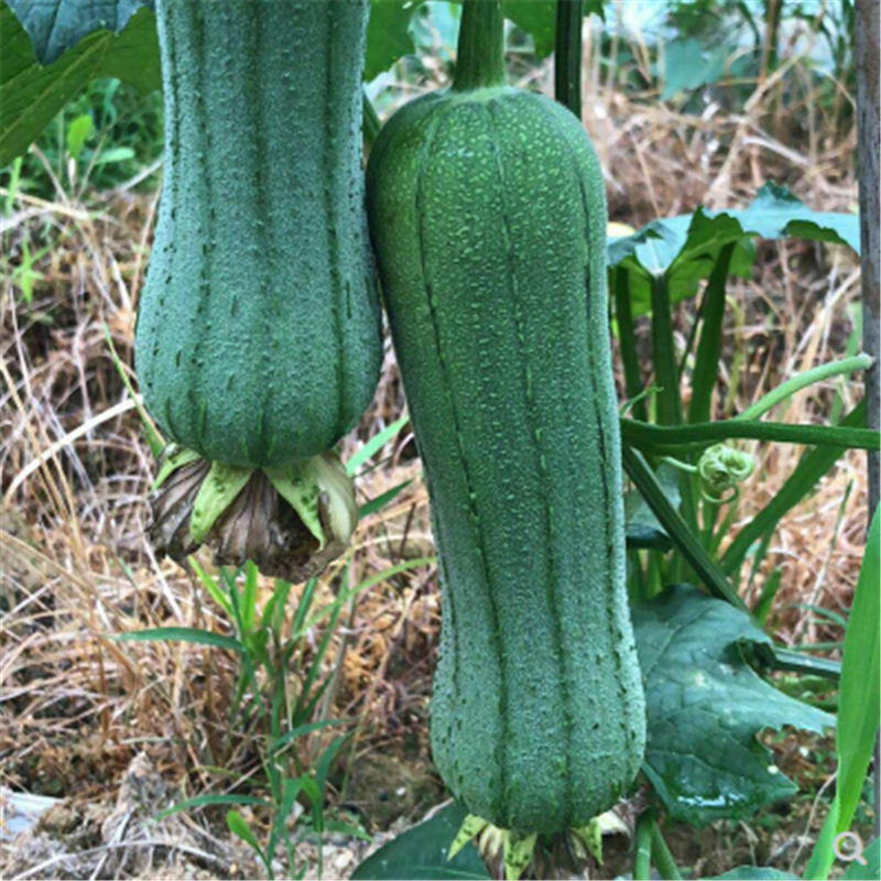 清香大肉丝瓜四季肉丝瓜种子春夏庭院种蔬菜种子多次采摘口感滑嫩