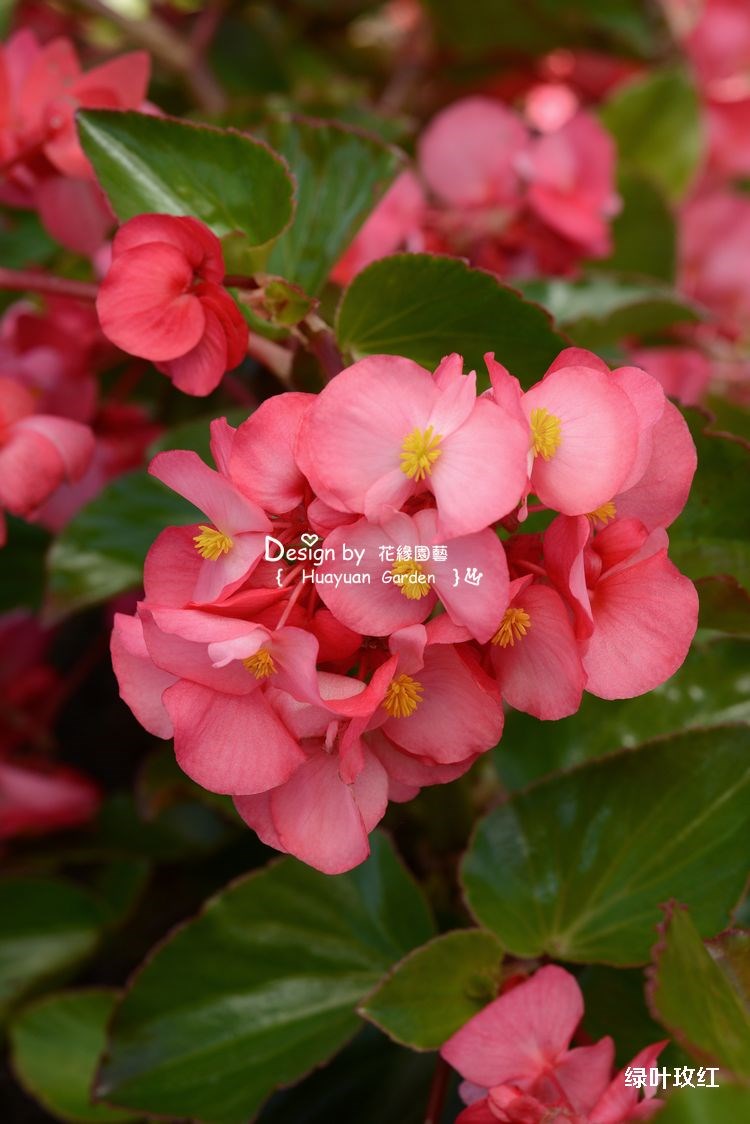 花缘咸菜进口花种子泛美大花秋海棠系列5粒