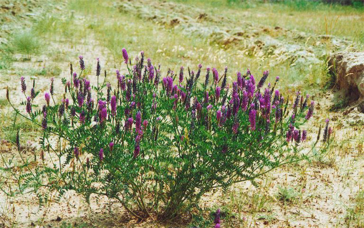 沙打旺多年生牧草种子防沙固土护坡草耐寒耐旱盐碱