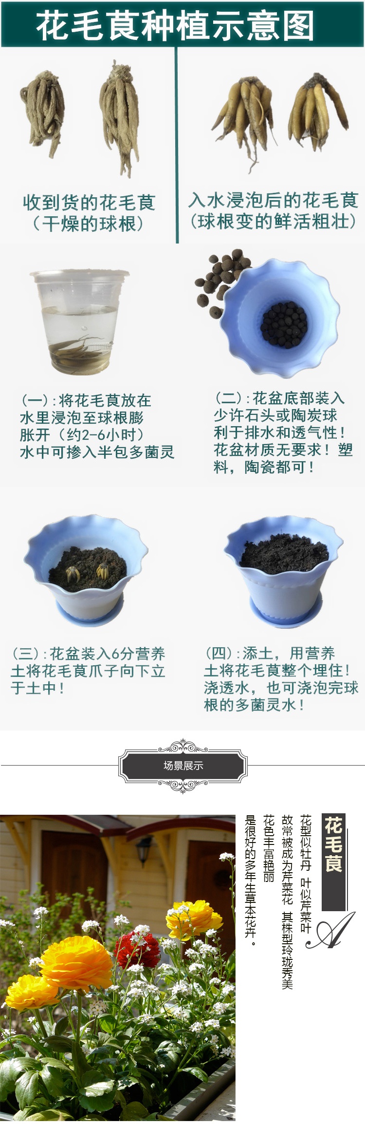 悦芳华园艺用品悦芳华洋牡丹花球根种球盆栽易种耐寒四季室内花卉观花植物盆栽 价格图片品牌报价 苏宁易购芸竹家居专营店