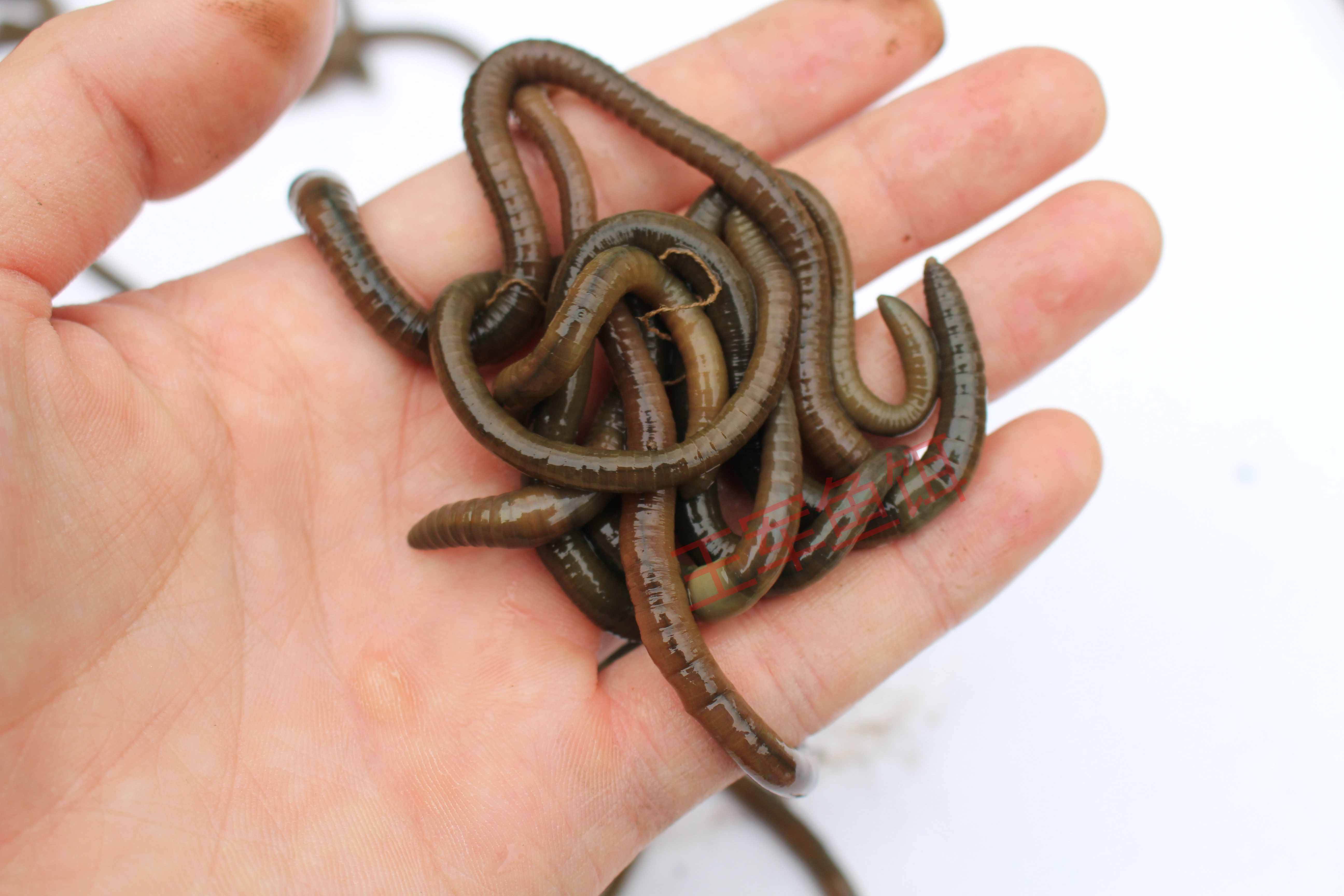 鲜活黑蚯蚓臭蚯蚓青蚯蚓活饵钓黄鳝特大诱饵王军鱼饵