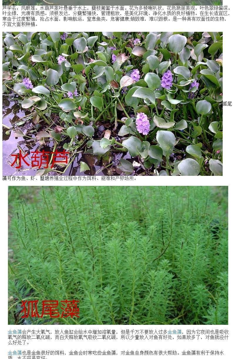 魚塘水草種子小米草輪葉黑藻草魚吃的水草小龍蝦魚蟹伊樂藻水花生